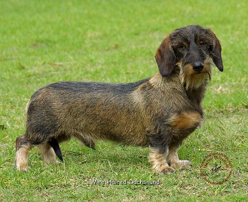 Dachshund 9J063D-07.JPG